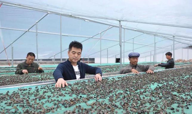 甘肅禮縣杜小軍退伍不退軍人本色，做“鄉(xiāng)村振興”戰(zhàn)略的踐行者